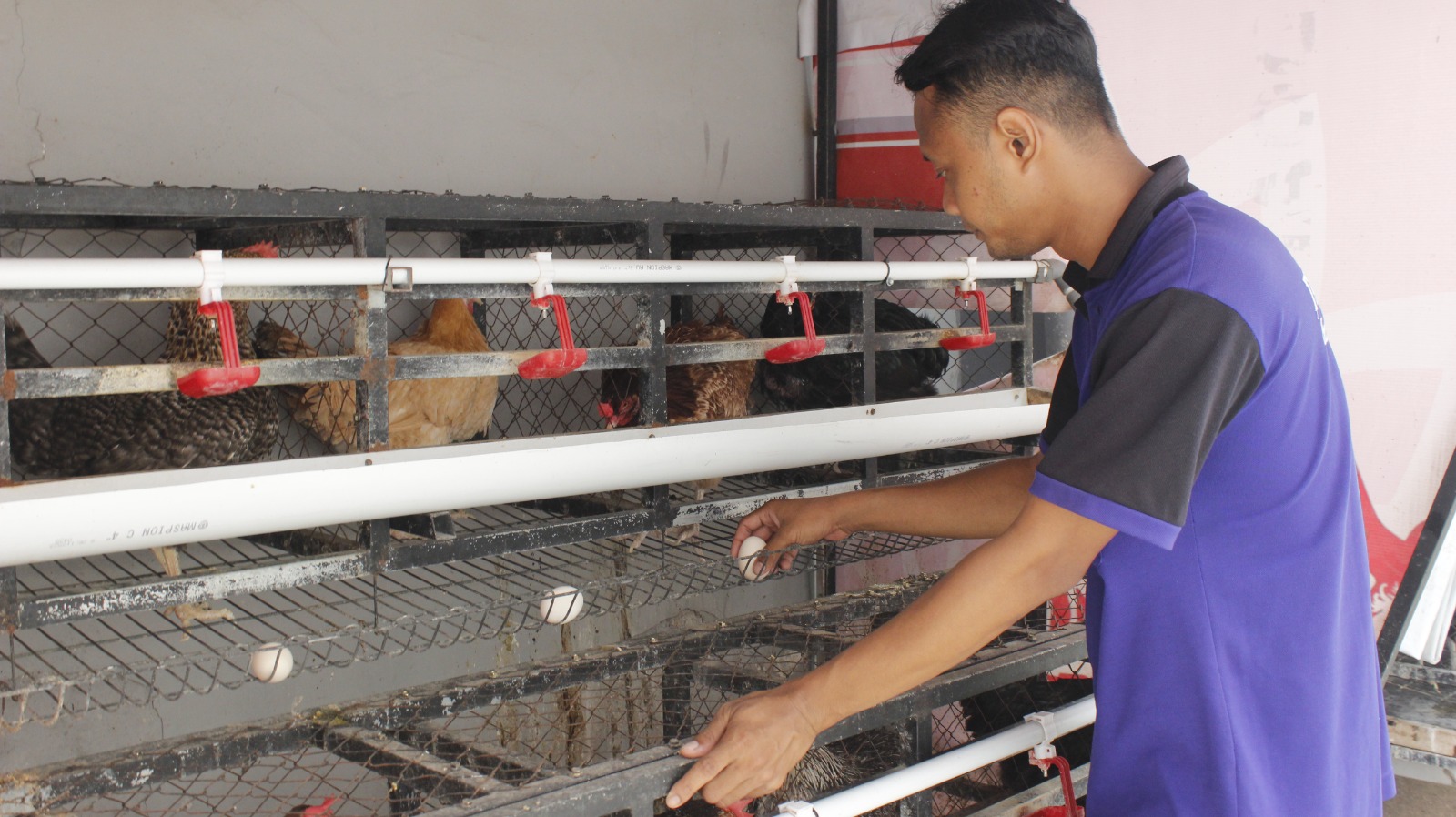 Dibalik Tembok Lapas Sidoarjo, Ada Peternakan Elba yang Panen Telur Setiap Hari